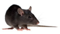 122ratR
