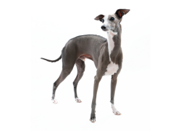 Italian Greyhound standing — health planner for puppies through senior dogs
