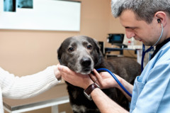 VaccineDogSenior