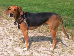 Irish Dogs Kerry Beagle