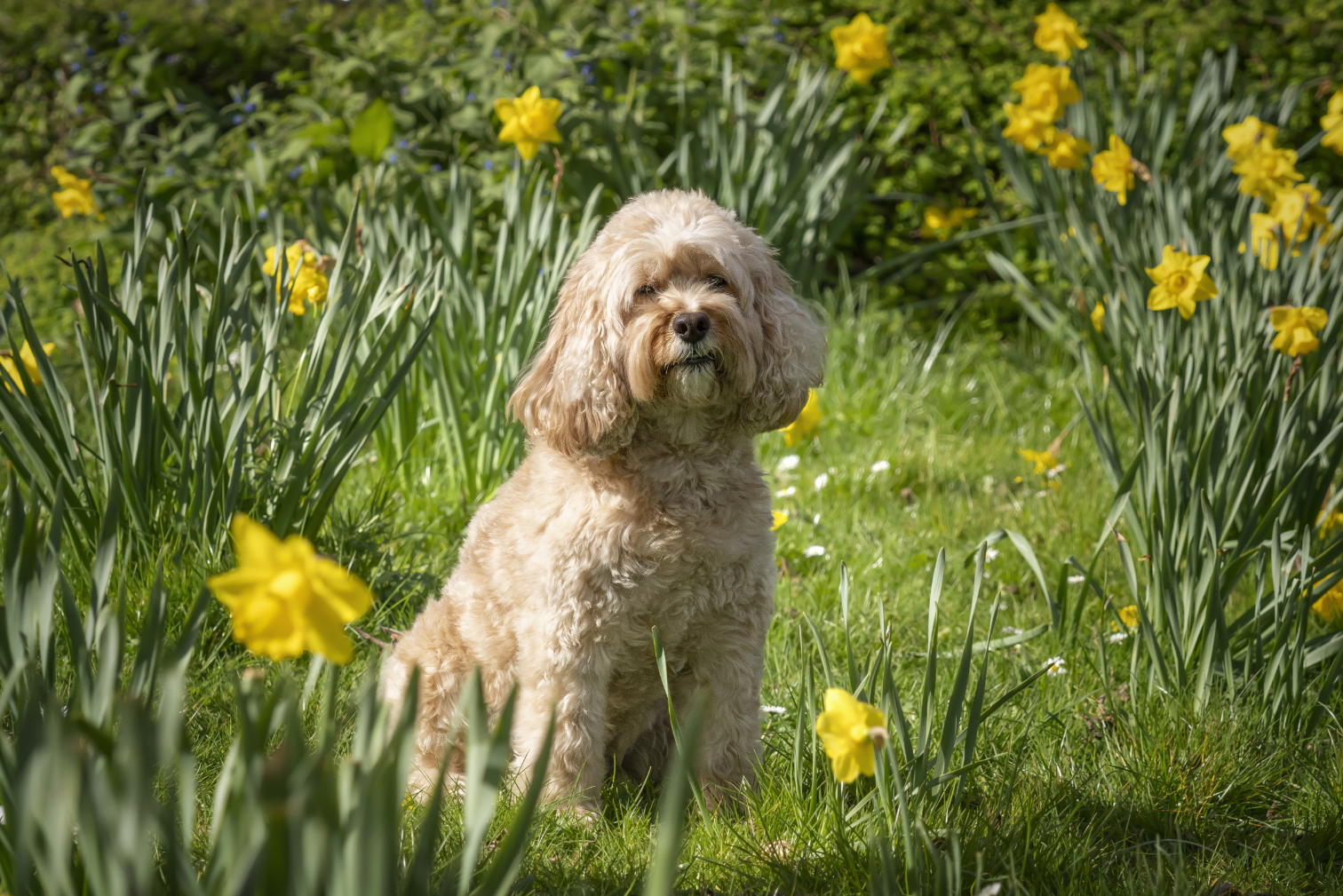 3-Fun fact-Cavapoo GettyImages-1447361973
