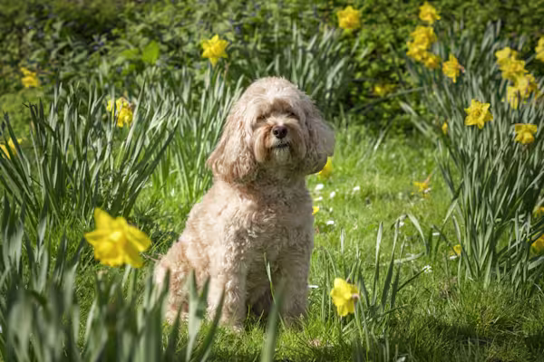 3-Fun fact-Cavapoo GettyImages-1447361973