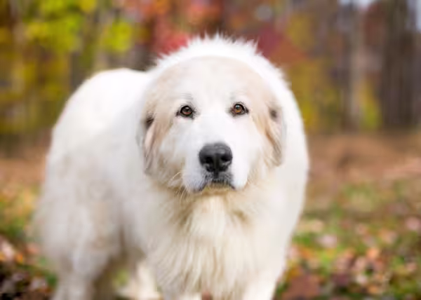 Great Pyrenees introduction