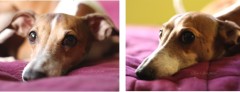 DogAngle