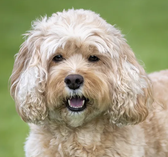 Cavapoo