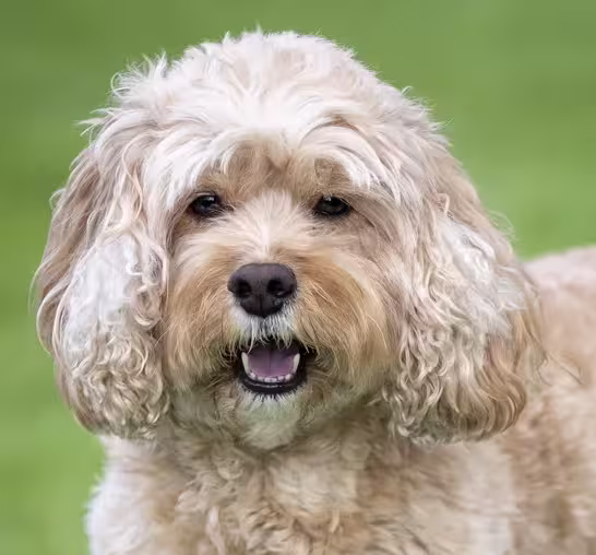 Cavapoo