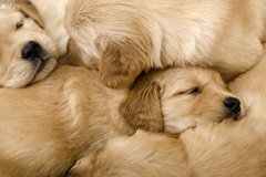 Puppies sleeping