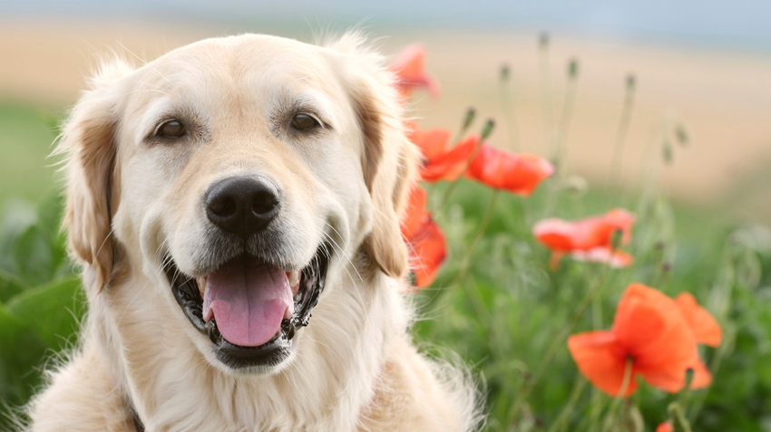 5 Things You Didn't Know About Golden Retrievers