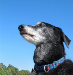 98olderdoglookingatsky
