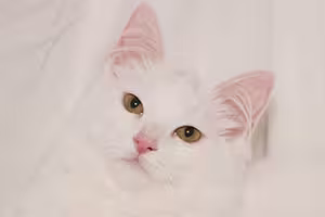 winston-purrchill