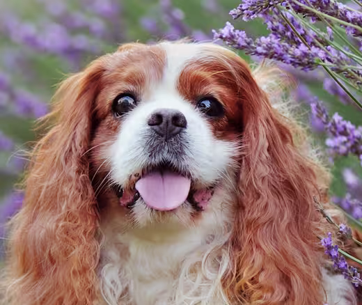 Cavalier King Charles Spaniel