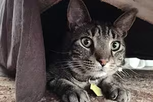 agent-jack-meower