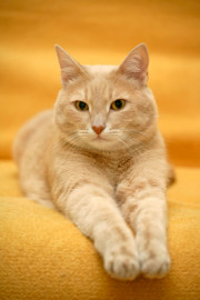 orangetabbylookingforwardonorange