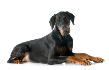 Doberman pinscher standing — health planner for puppies through senior dogs