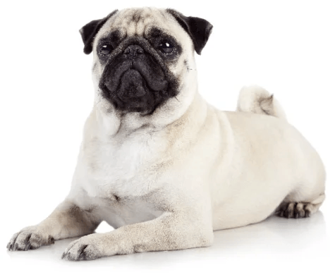 Pug standing — health planner for puppies through senior dogs