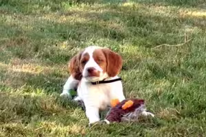 Lord-Stanley-the-Pup