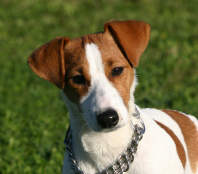 68jackrusselpointing R