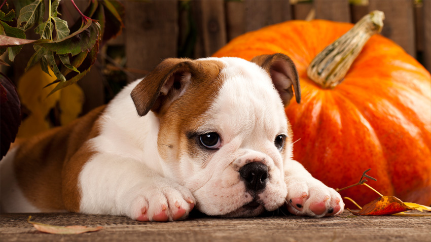 5 Ways to Keep Pets Safe on Halloween