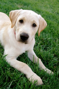 125dog