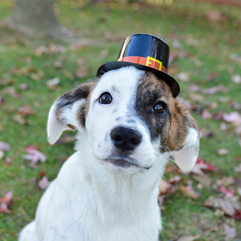 10377I CON Wacky Pet Blog Thanksgiving Food