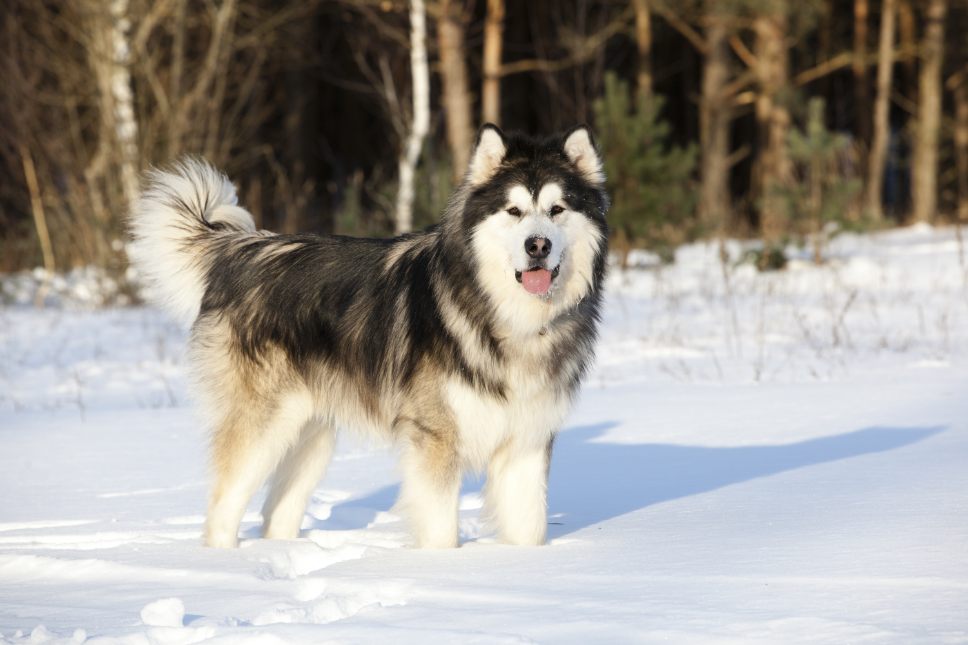 Alaskan Malamute introduction