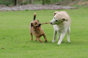 169dogssharestick