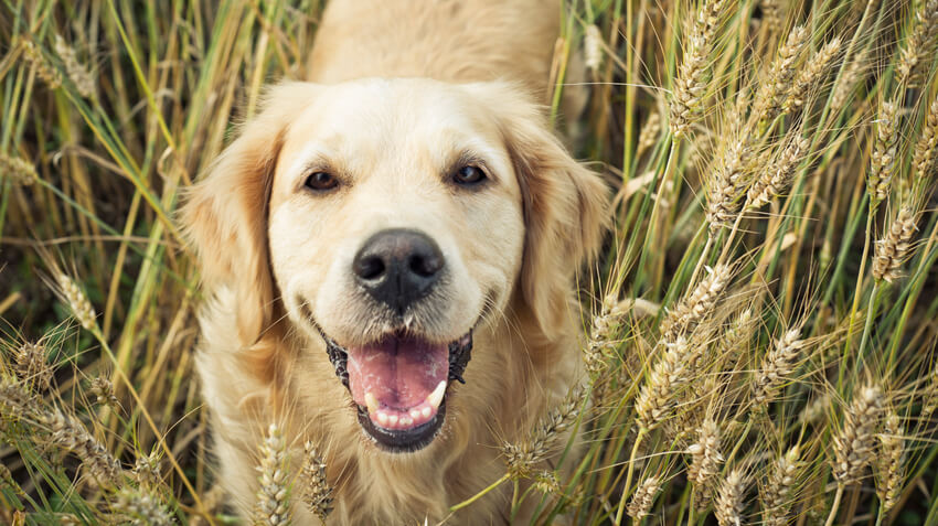 5 Ways to Keep Pets Healthy