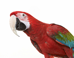 68parrot