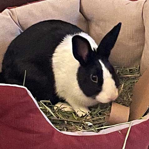 2023-WPN-leapus-maximus