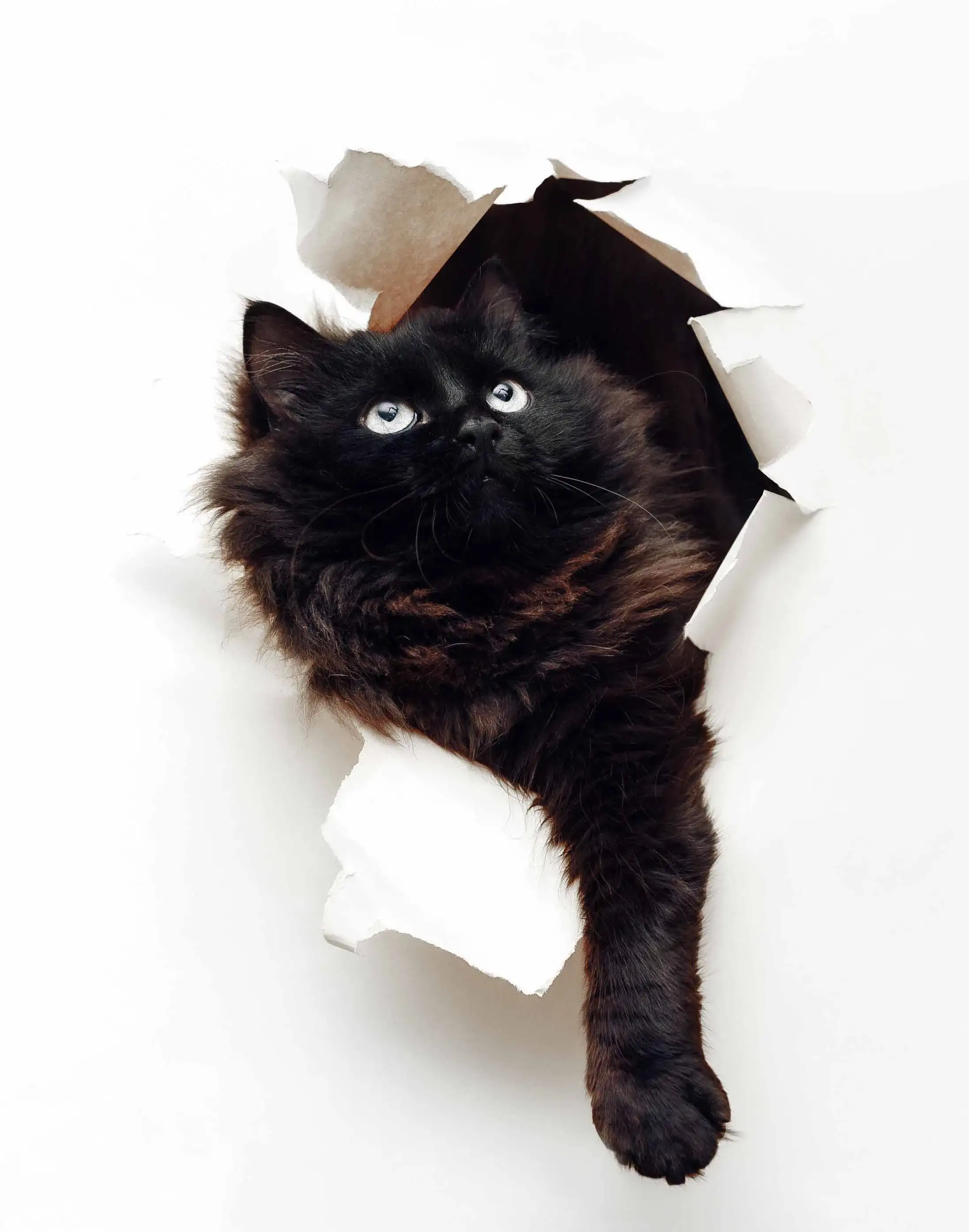 black cat