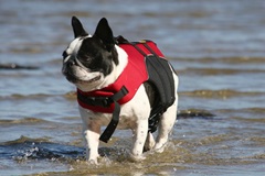 FrenchBulldog beach