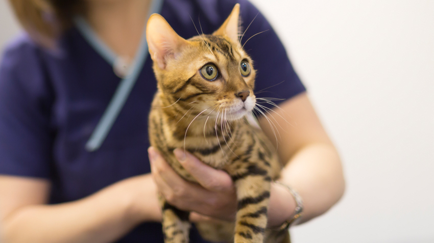 Is Pet Cancer Treatable?