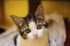 Kitten staring