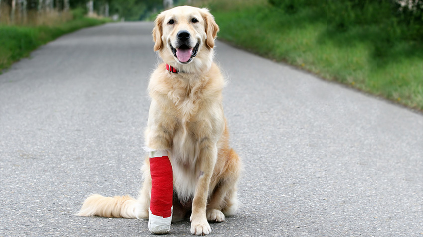 How Can Pet Insurance Help?