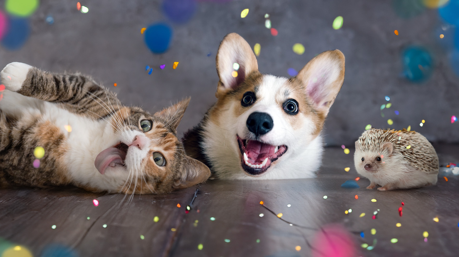 Pet fun facts