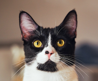 Domestic Shorthair