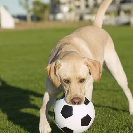 Dog-Soccer-Fifa-460x460
