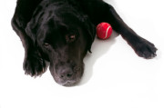 90sadblacklab