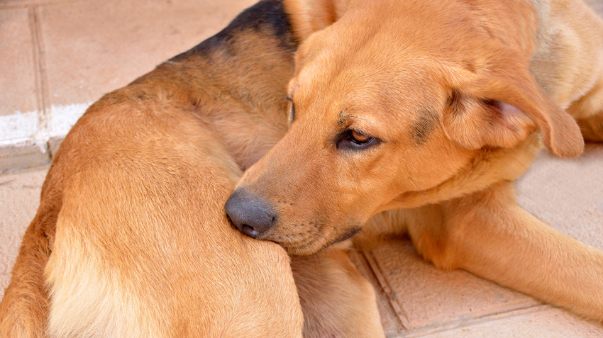 Pets and Parasites Infographic