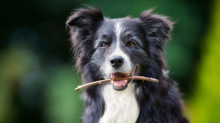 Common Ailments in Senior Dogs
