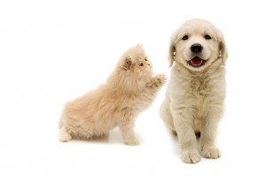 Dog-and-cat-playing-300x199
