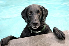 summertime dog poolR