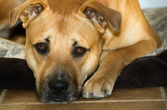 20dogstare