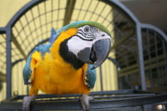 144macawstaring