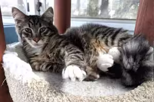 Bobcat-the-Builder