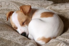 puppydoughnut