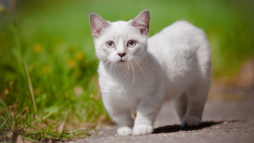 5 Things You Didn't Know About Munchkin Cats