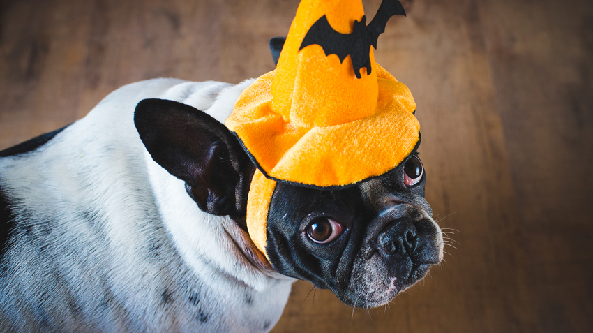 5 Warnings About Pet Costumes