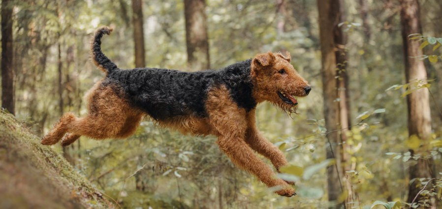 Airedale Terrier image introduction