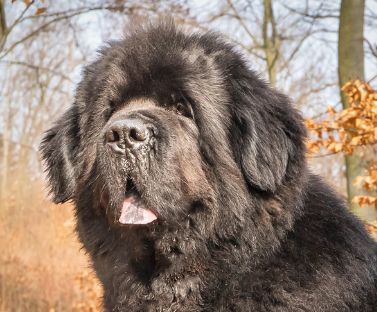 Newfoundland